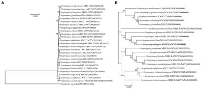 Streptomyces tagetis sp. nov., a chromomycin producing bacteria isolated from the roots of Tagetes patula